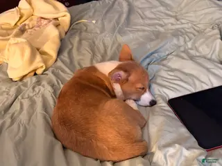 Welsh Corgi Pembroke dogs Welsh Corgi Pembroke Puppy 1 - Ad 32