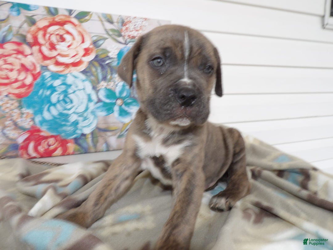 Gallery Image {{count}}