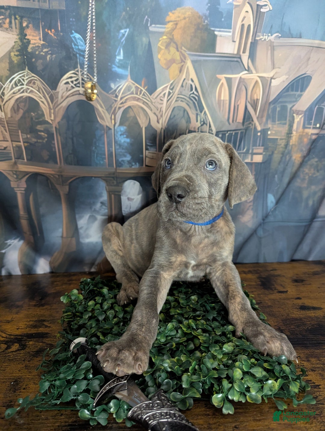 Great Dane dogs for sale: Legolas Blue Brindle Male Great Dane Puppy - Ad 2