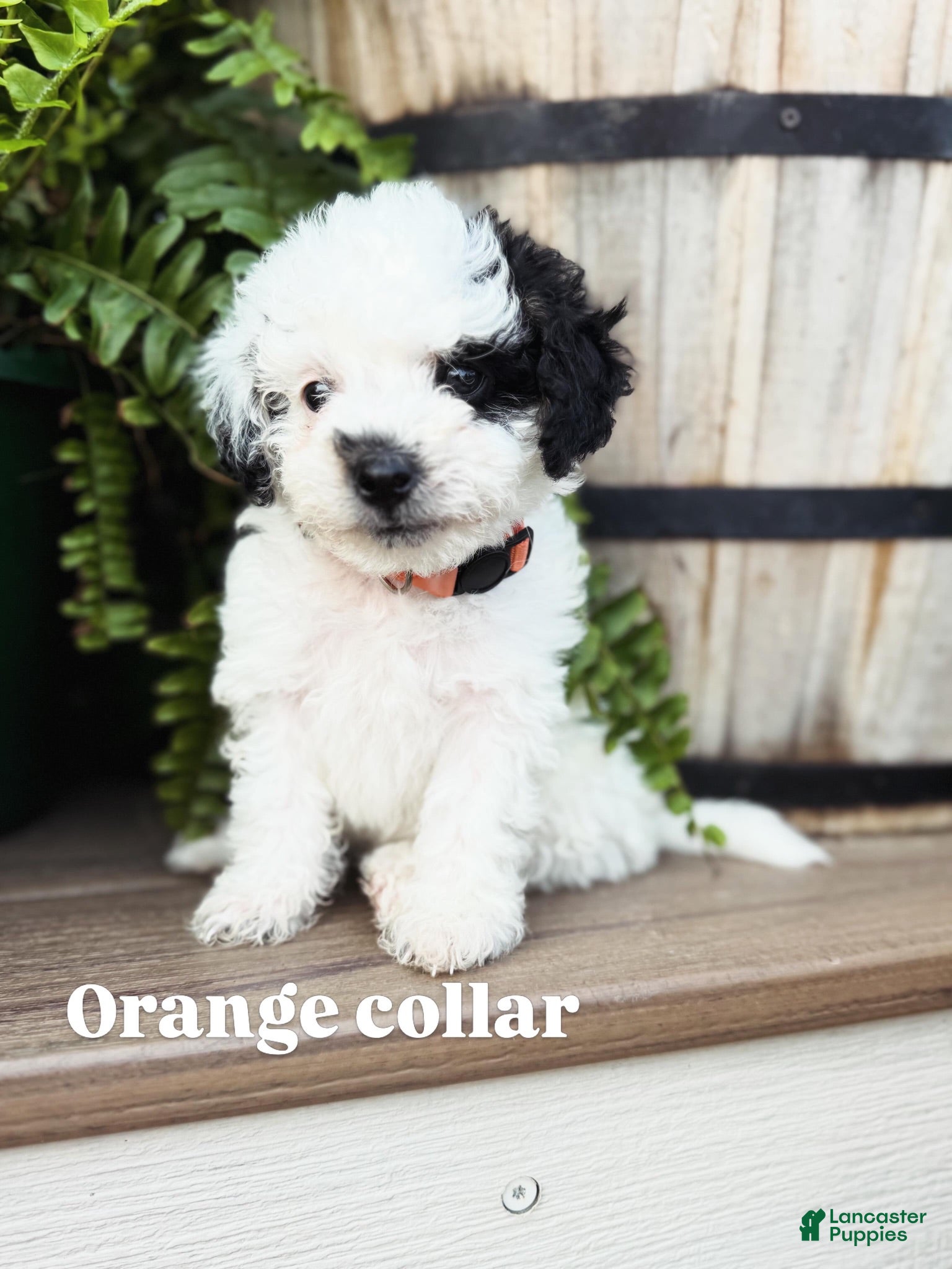 Mini Bernedoodle dogs Orange collar male - Ad 1