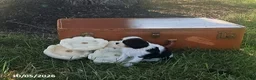 Cavalier King Charles Spaniel dogs for sale: Brooke - Ad 5