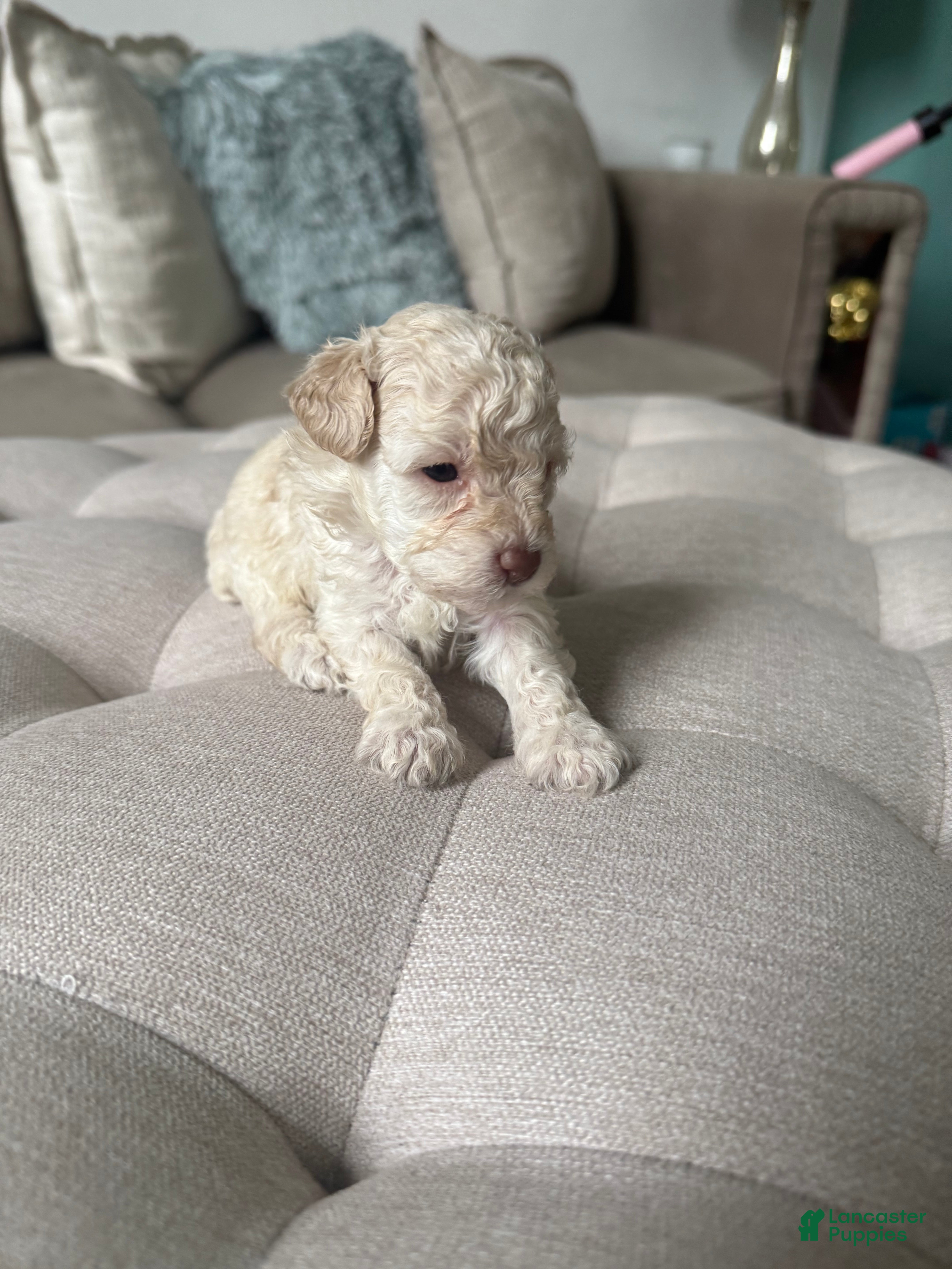Toy Poodle dogs Toy Poodle 2 - Ad 2