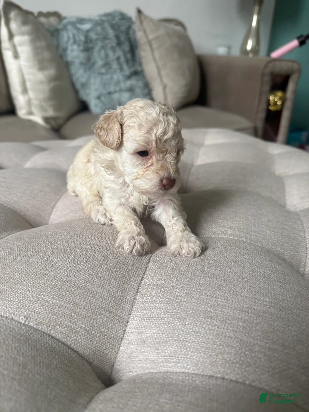Toy Poodle dogs for sale: Toy Poodle 2 - Ad 2