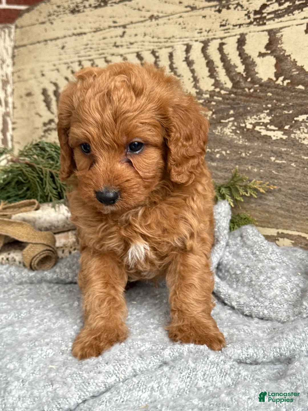 Mixed Breed dogs for sale: Sanchez - Ad 4