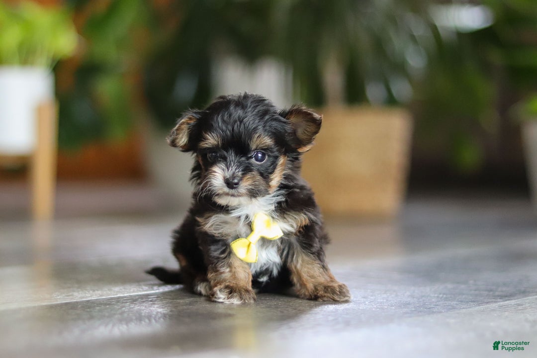 Yorkiepoo dogs for sale: Drakkar - Ad 1