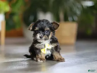 Yorkiepoo dogs Drakkar - Ad 10