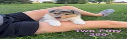 Collie dogs for sale: Most Photogenic!  BETSY ROSS  - AKC COLLIE PUPPY   - Ad 6
