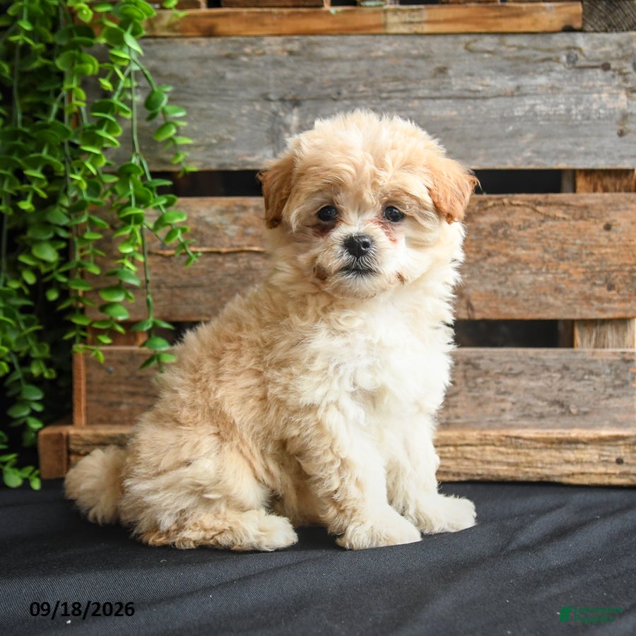 Mixed Breed dogs Maggie - Ad 1