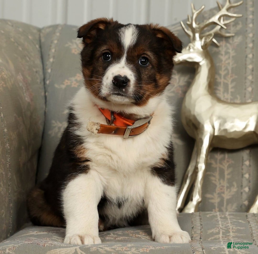 Australian Shepherd dogs for sale: Luna - Ad 6