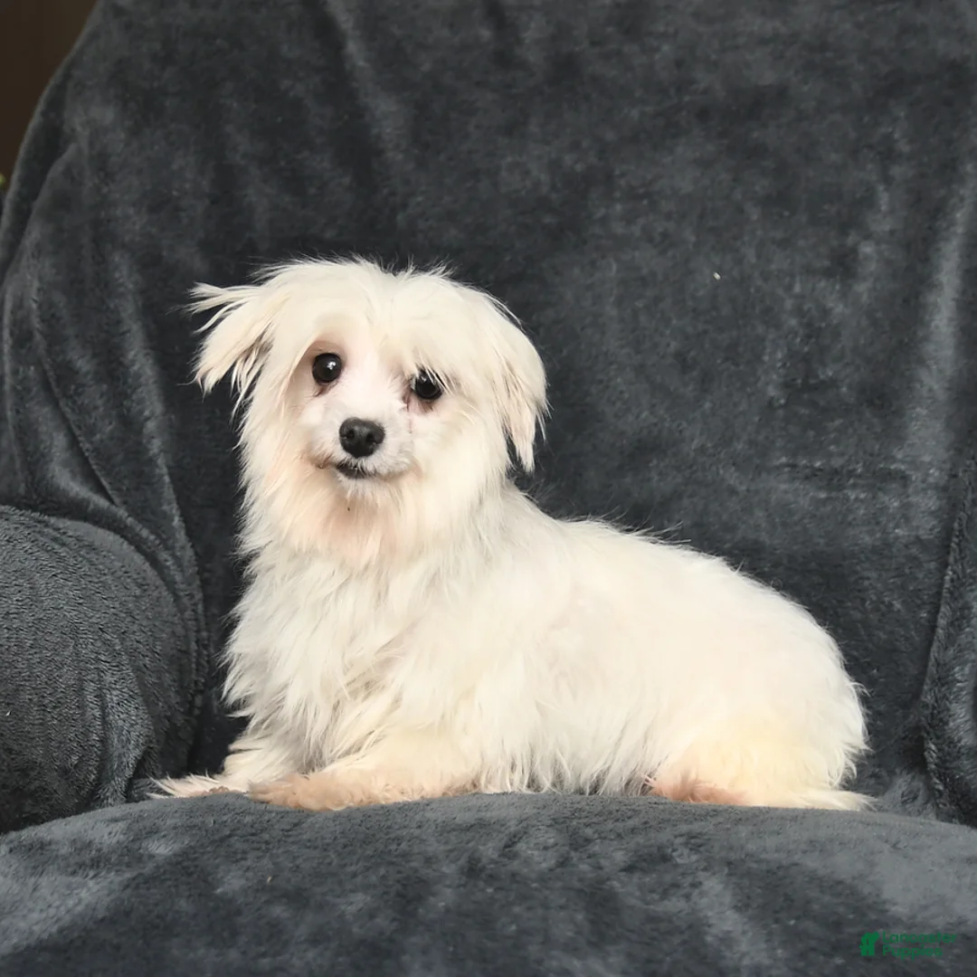 Maltese dogs for sale: Irvin - Ad 6
