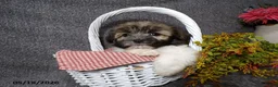 Havanese dogs for sale: Kenzie - Ad 4