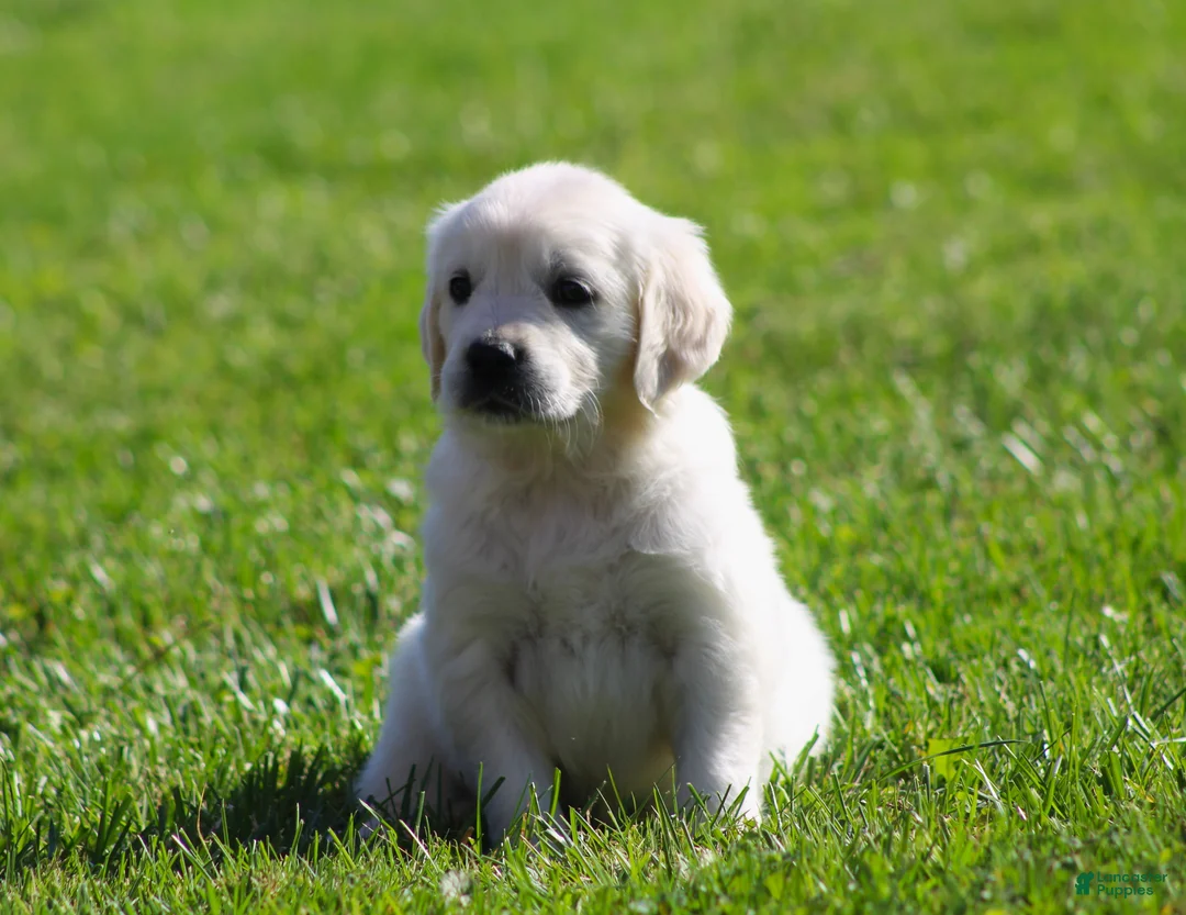 Golden Retriever dogs for sale: Lil Debbi  - Ad 6