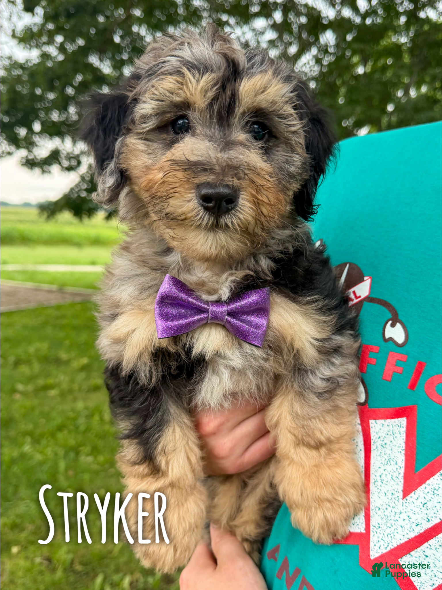 Mini Aussiedoodle dogs Stryker - Micro Mini F1b - Ad 28