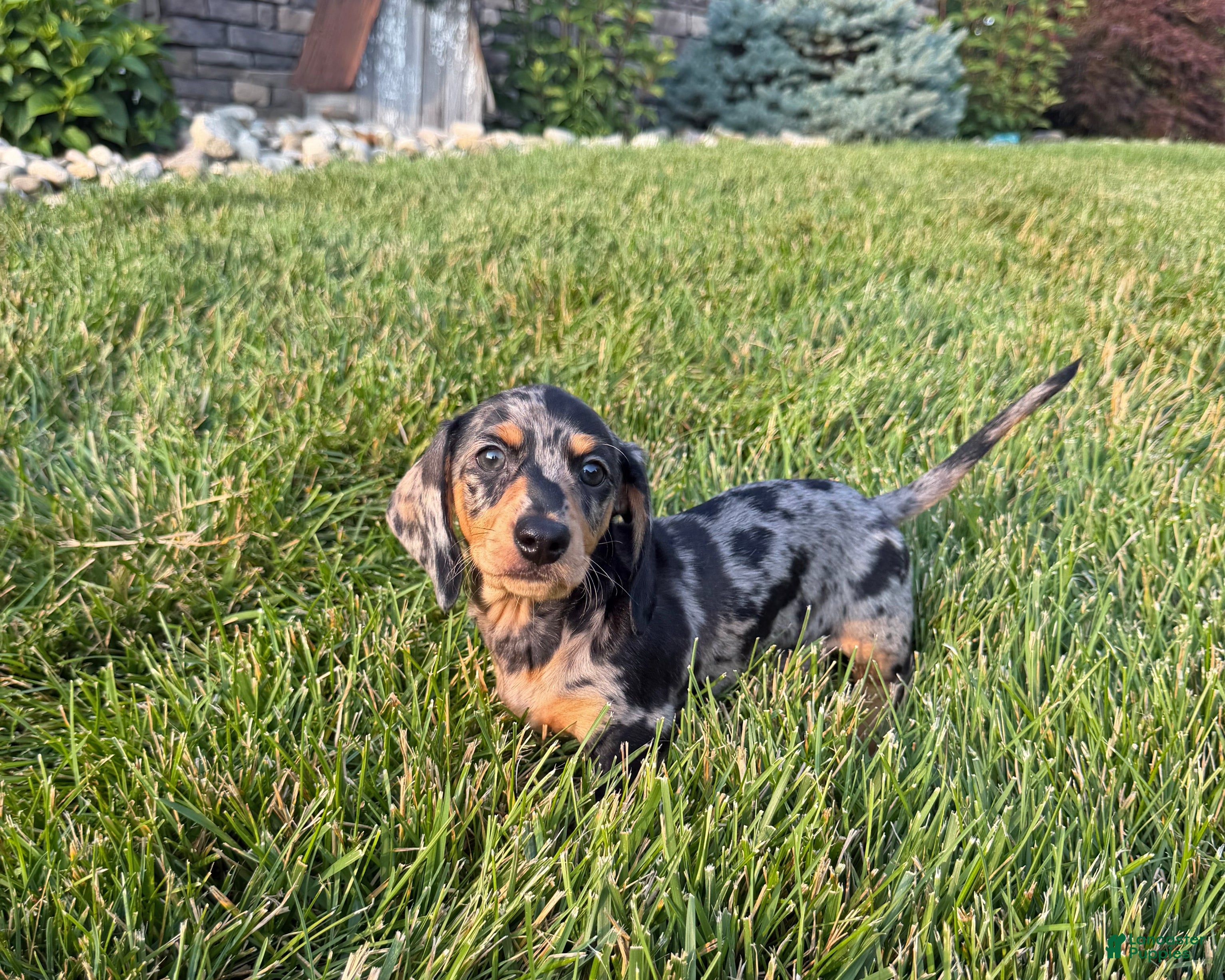 Miniature Dachshund dogs for sale: Joey - Ad 4