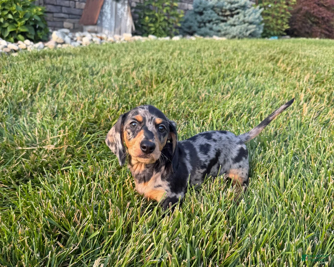 Miniature Dachshund dogs for sale: Joey - Ad 1