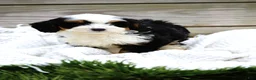 Mini Bernedoodle dogs for sale: Logan - Ad 3