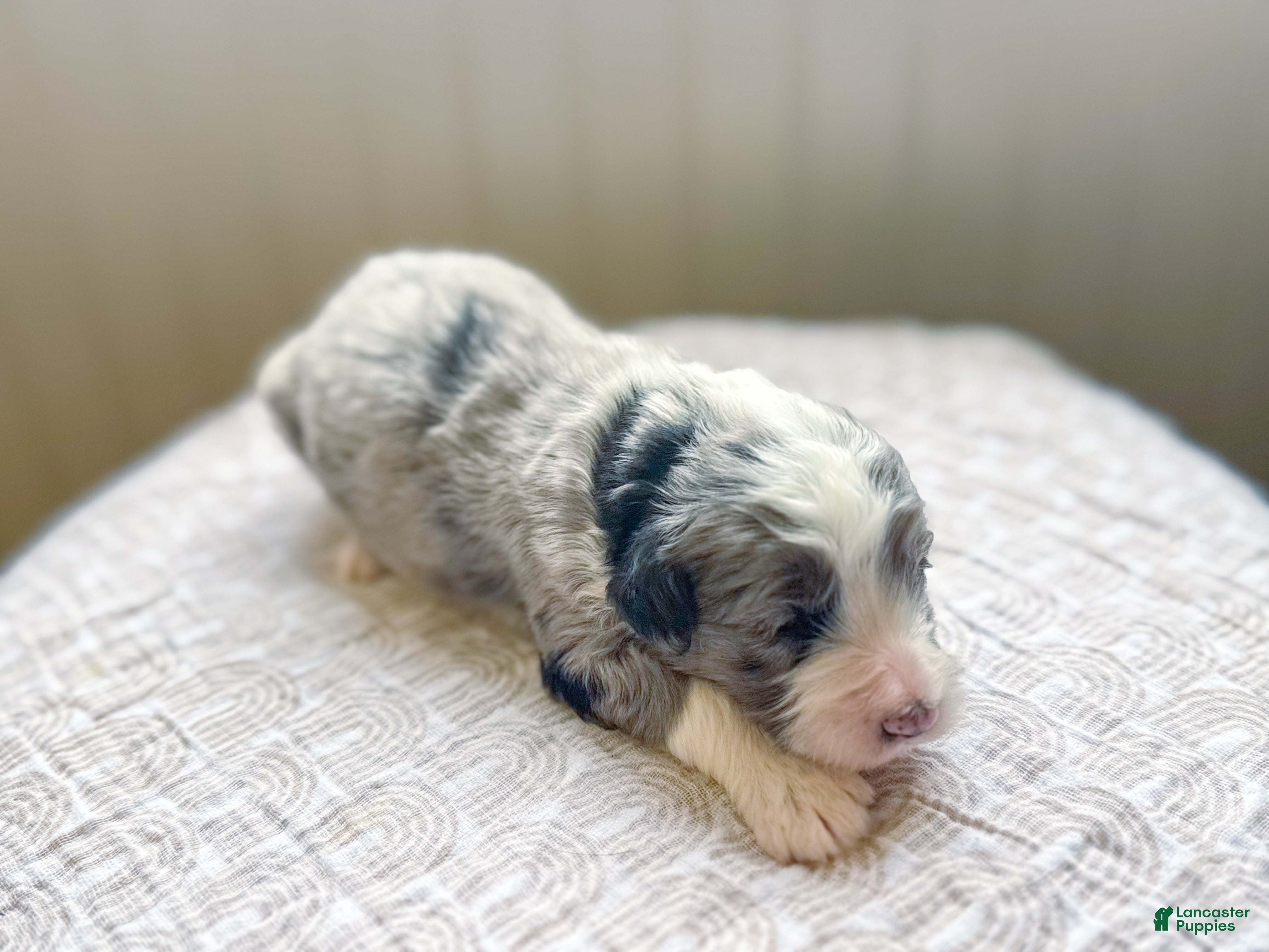 Mini Bernedoodle dogs Arthur - Ad 29