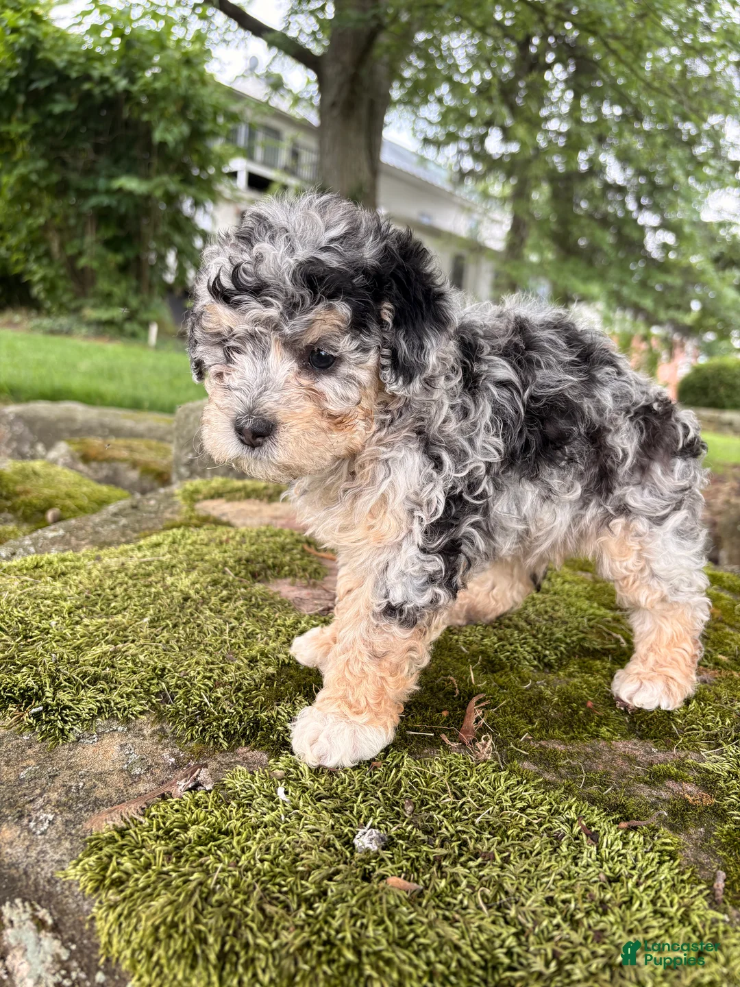 Corgipoo dogs for sale: Lily-F1B-Corgipoo Merle - Ad 2