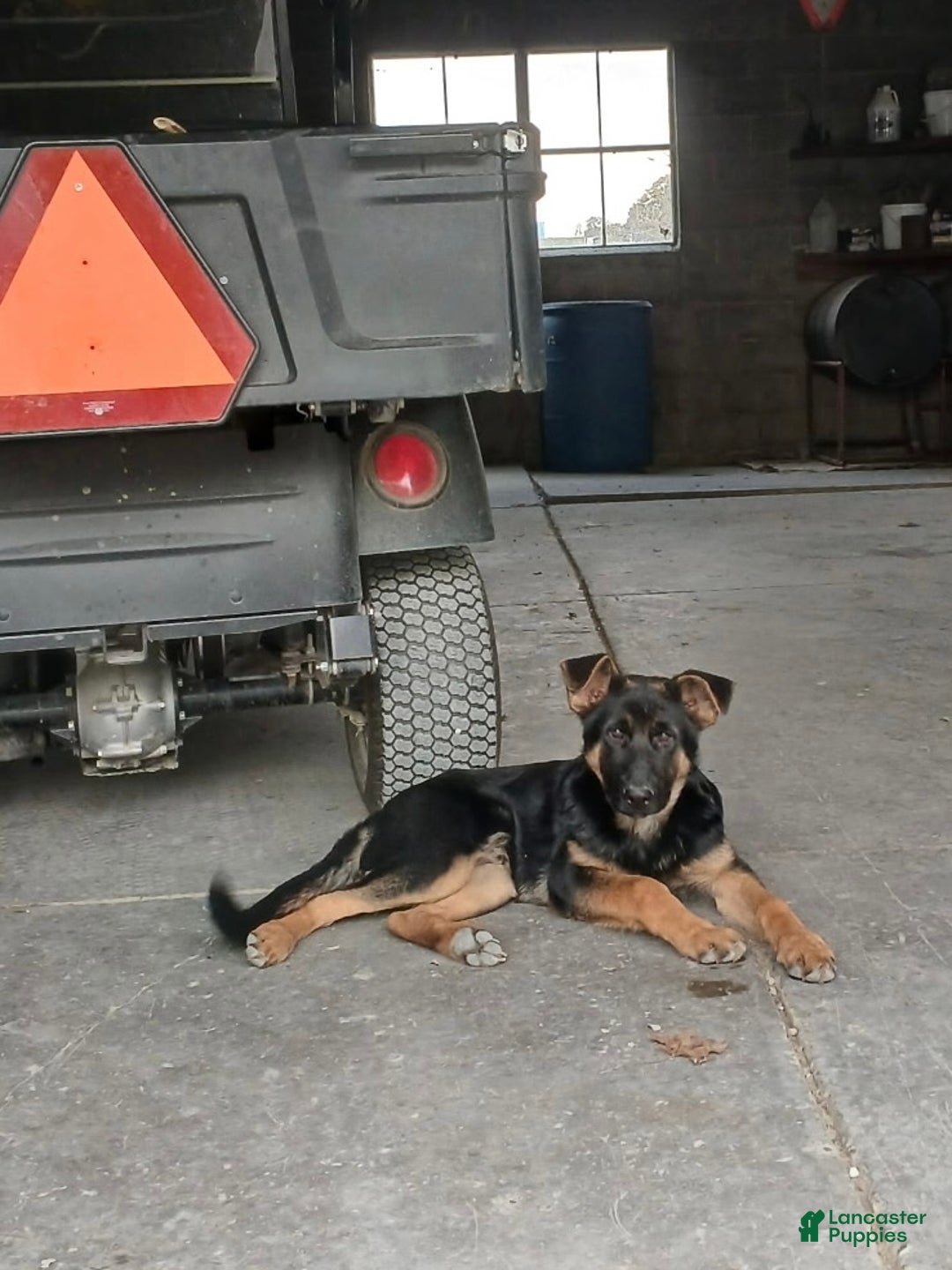 German Shepherd dogs for sale: German Shepherd Puppy 1 - Ad 2