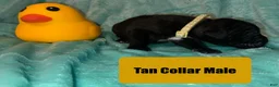 Cane Corso dogs for sale: Tan Collar Male - Ad 4