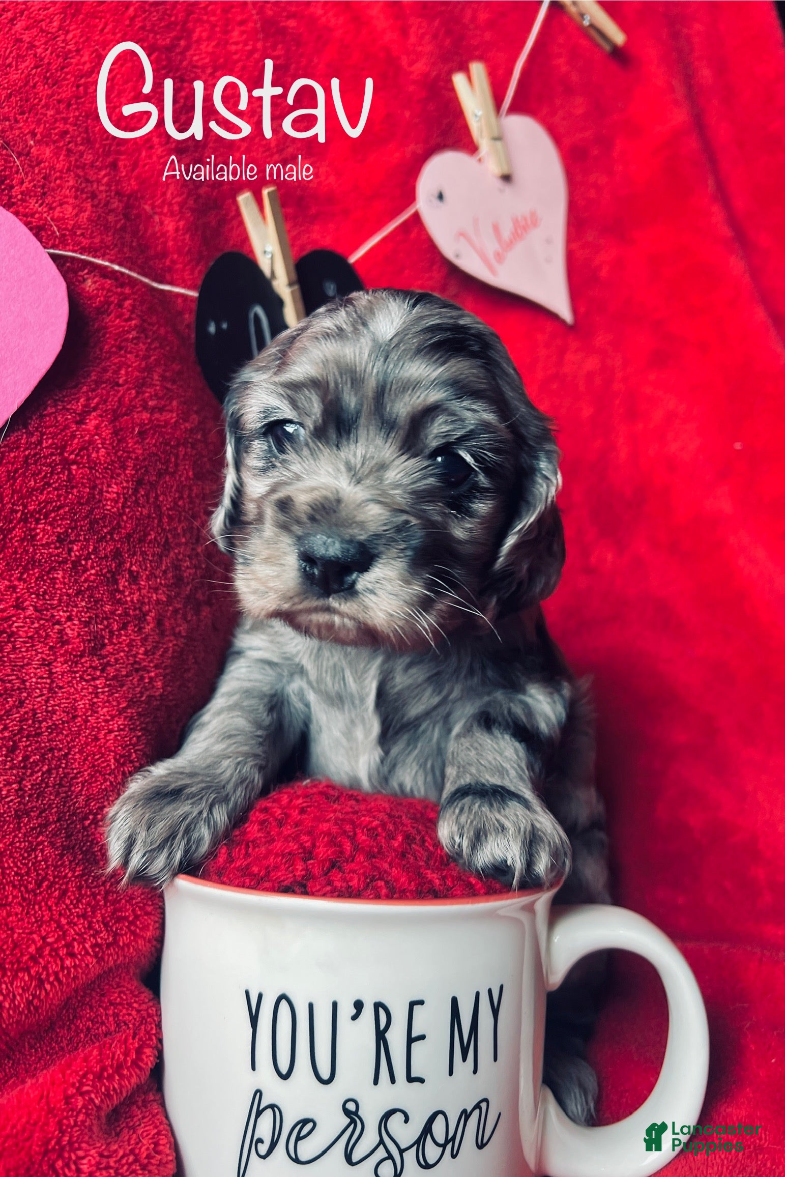 Cocker Spaniel dogs Gustav  - Ad 8