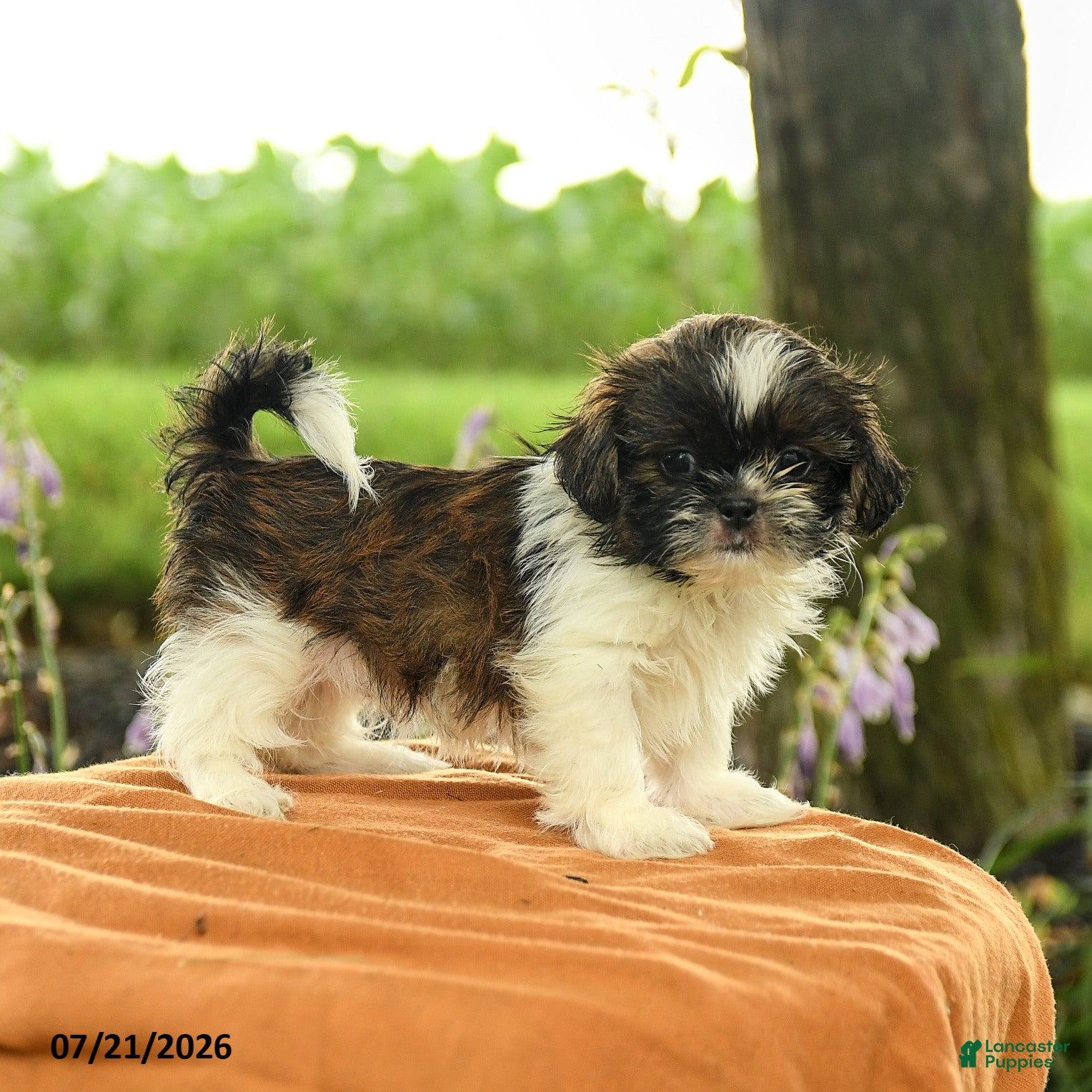 Shih Tzu dogs Zephyr - Ad 1