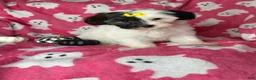 Shihpoo dogs for sale: Lolly - Ad 2