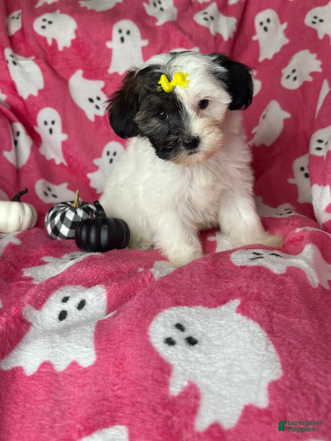 Shihpoo dogs for sale: Lolly - Ad 2
