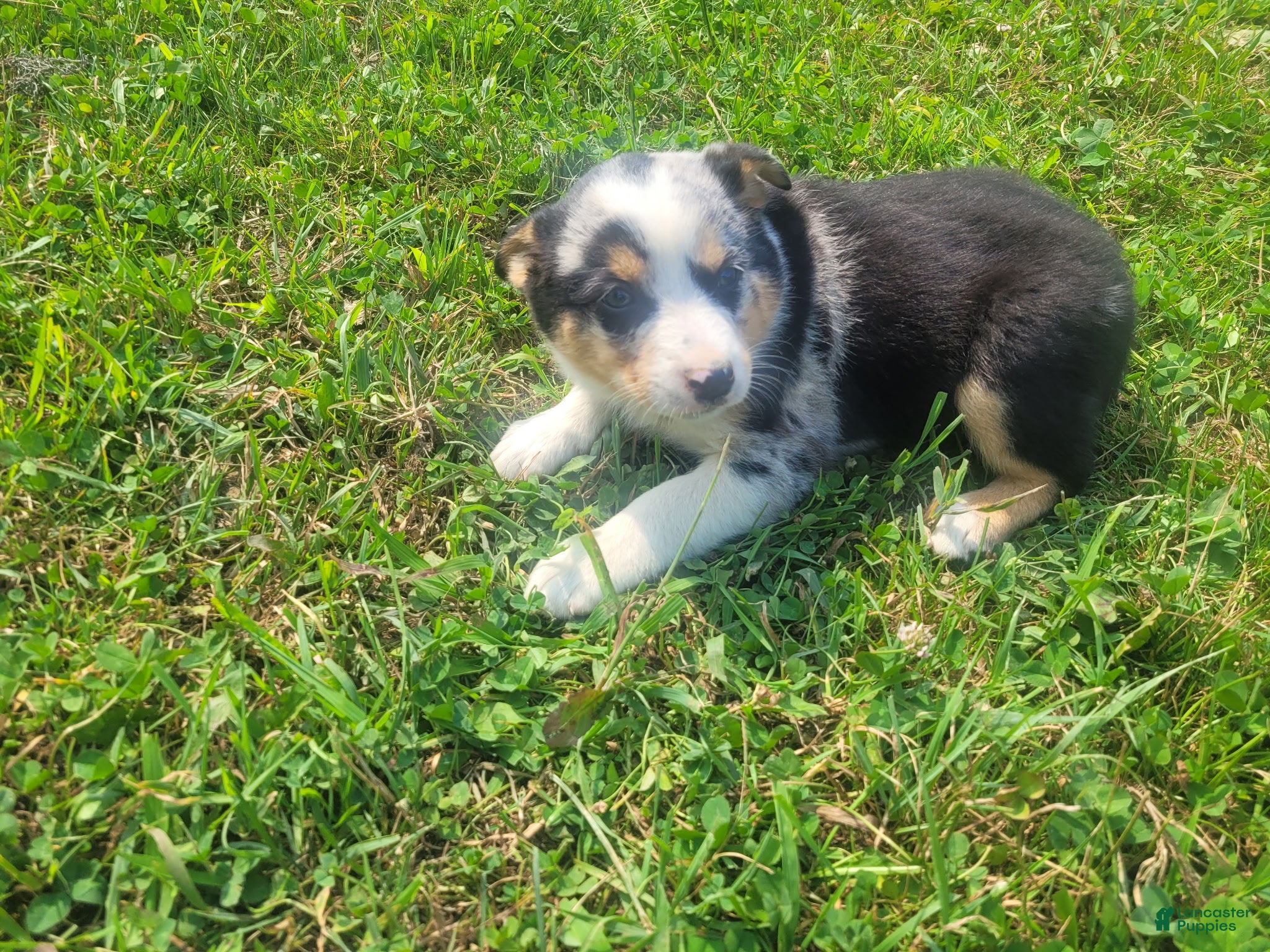 Mixed Breed dogs John  - Ad 1