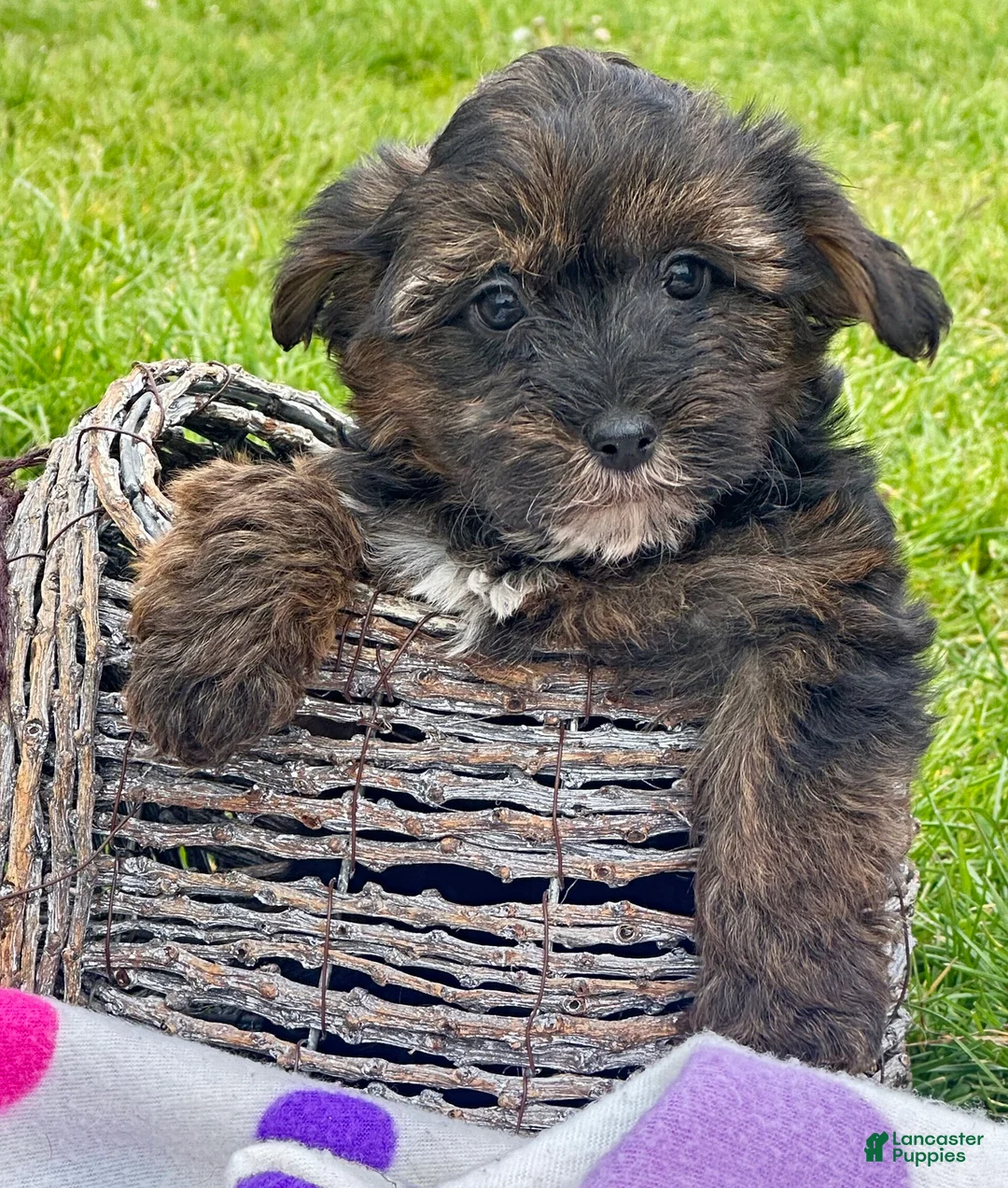 Yorkiepoo dogs for sale: Yorkiepoo Percy - Ad 2