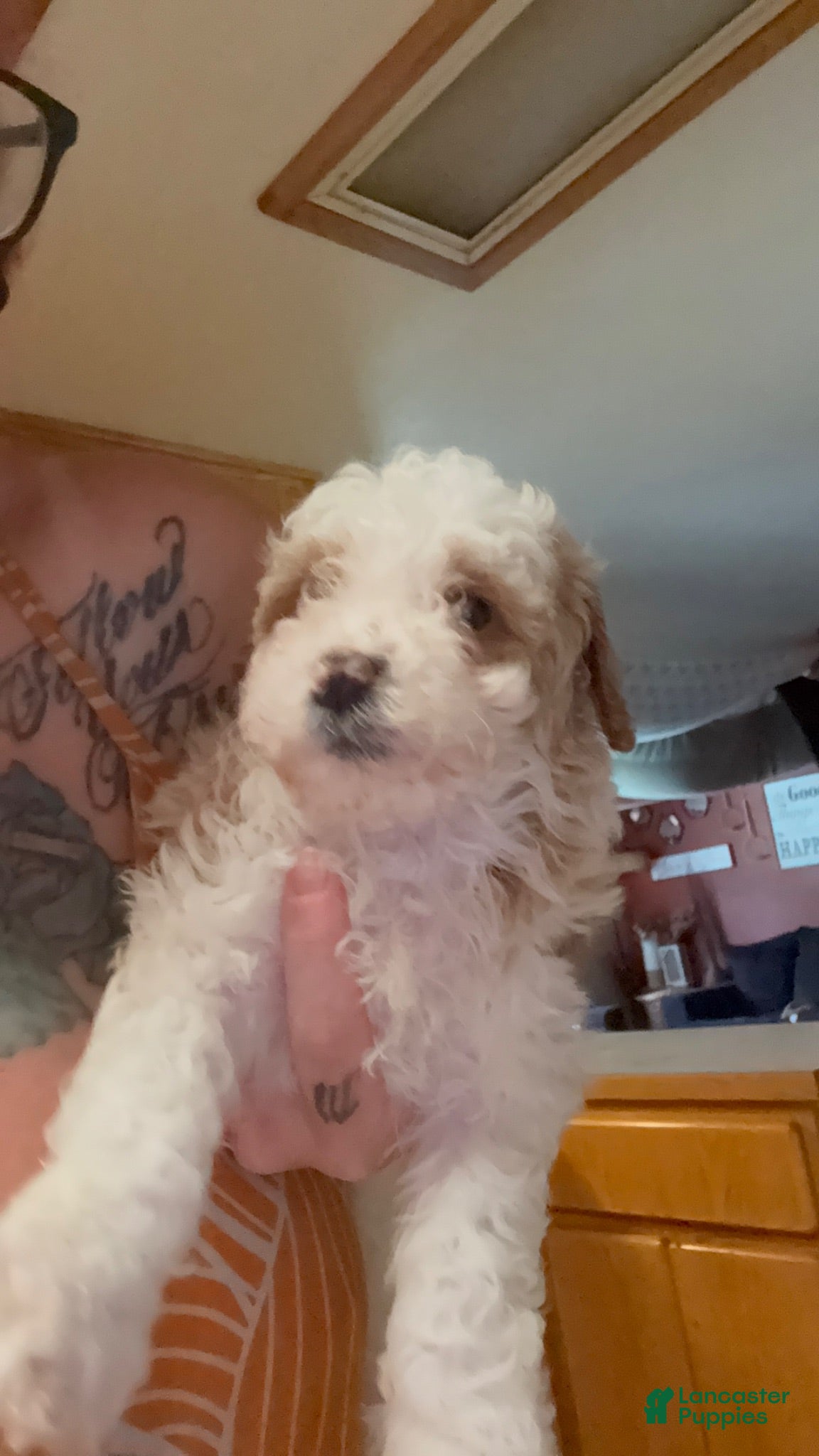 Miniature Poodle dogs Miniature Poodle 1 - Ad 1