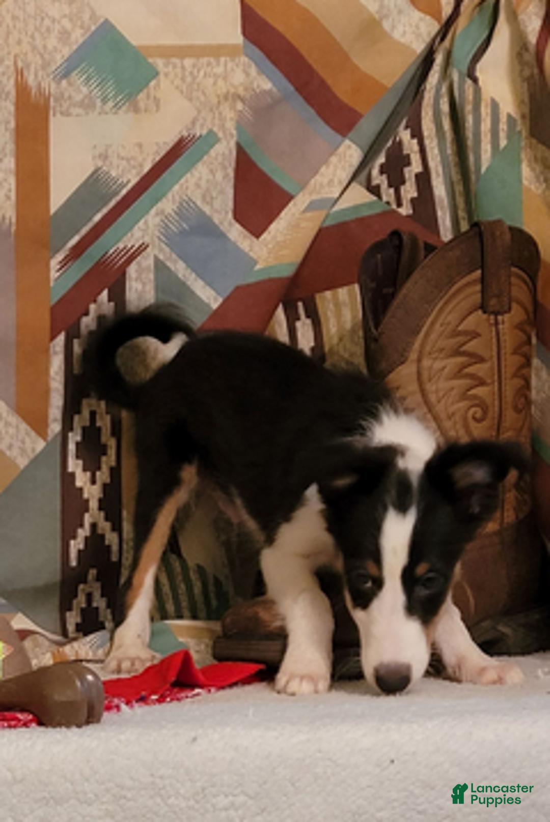 Shetland Sheepdog dogs for sale: Peanut - Ad 6