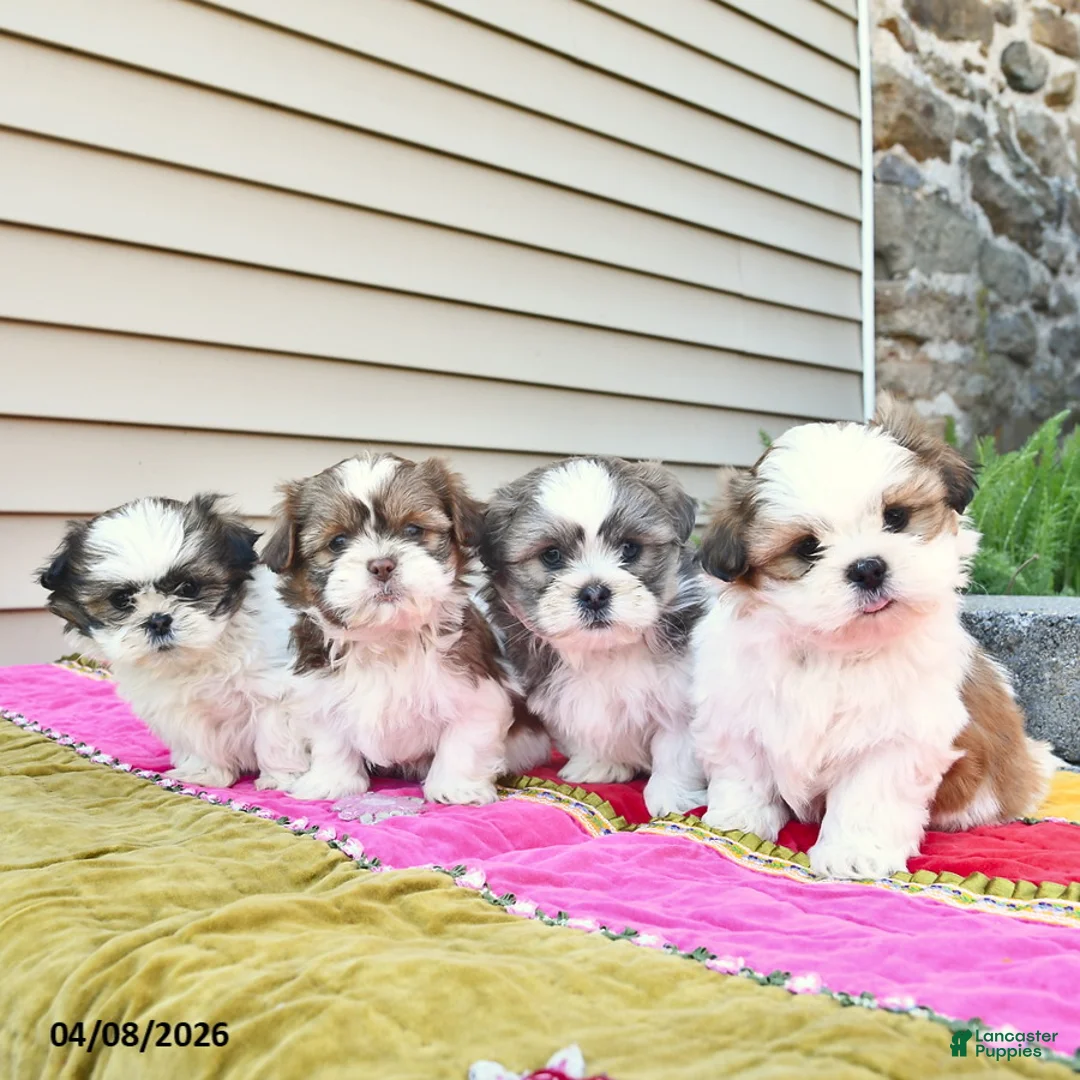 Shih Tzu dogs for sale: Forrest  - Ad 5