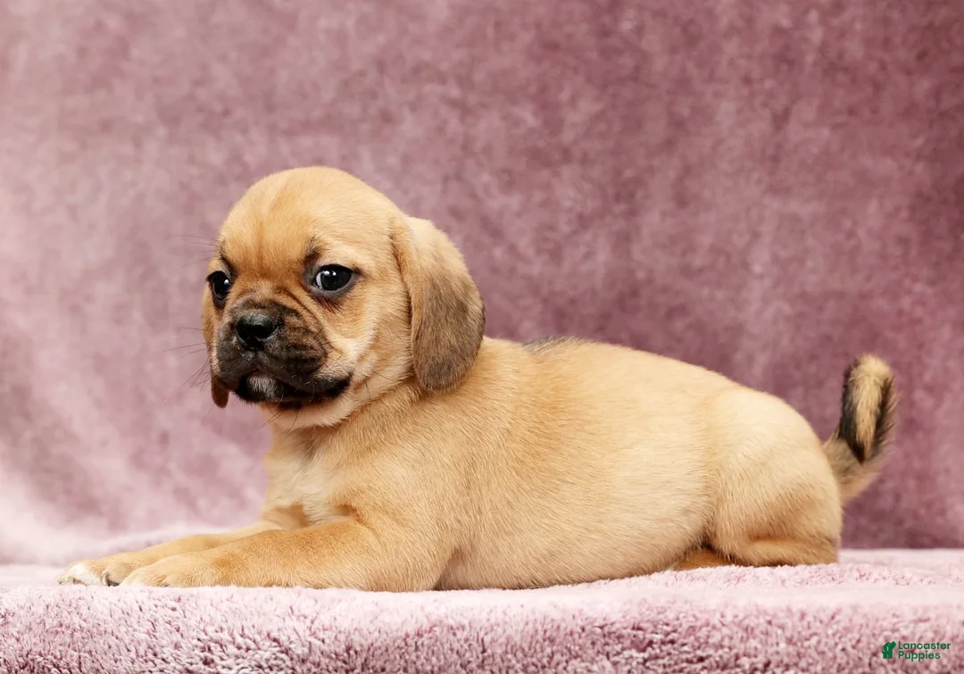 Puggle dogs for sale: Penny - Ad 8