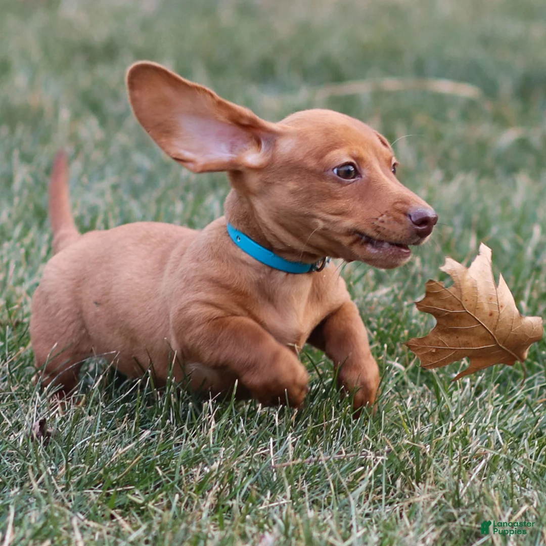 Dachshund dogs for sale: Harley - Ad 2