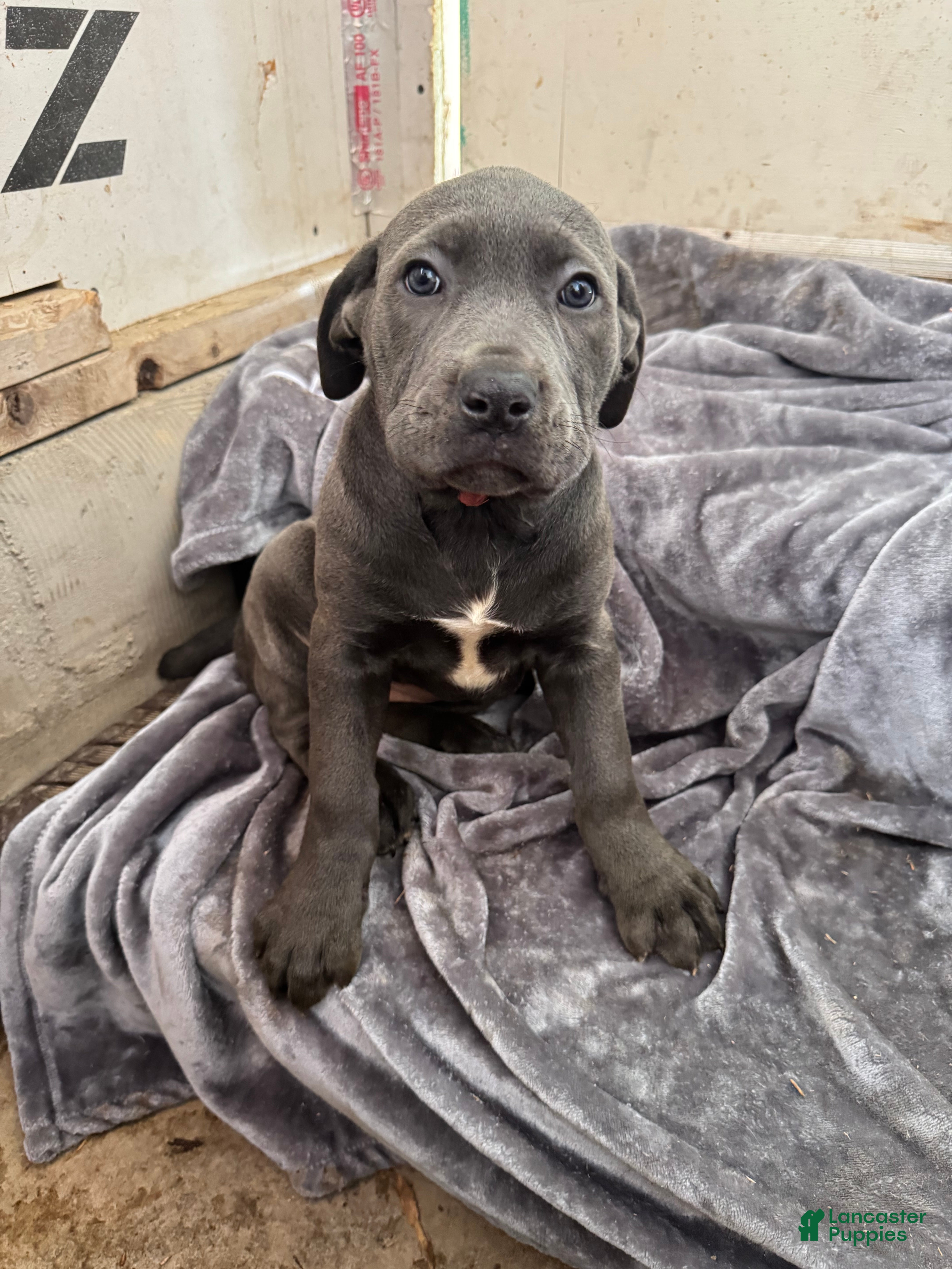 Cane Corso dogs Minion  - Ad 1