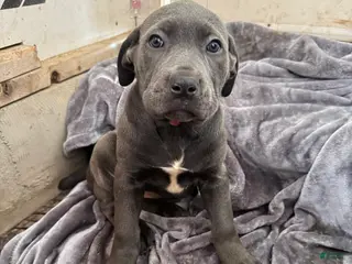 Cane Corso dogs Minion - Ad 5