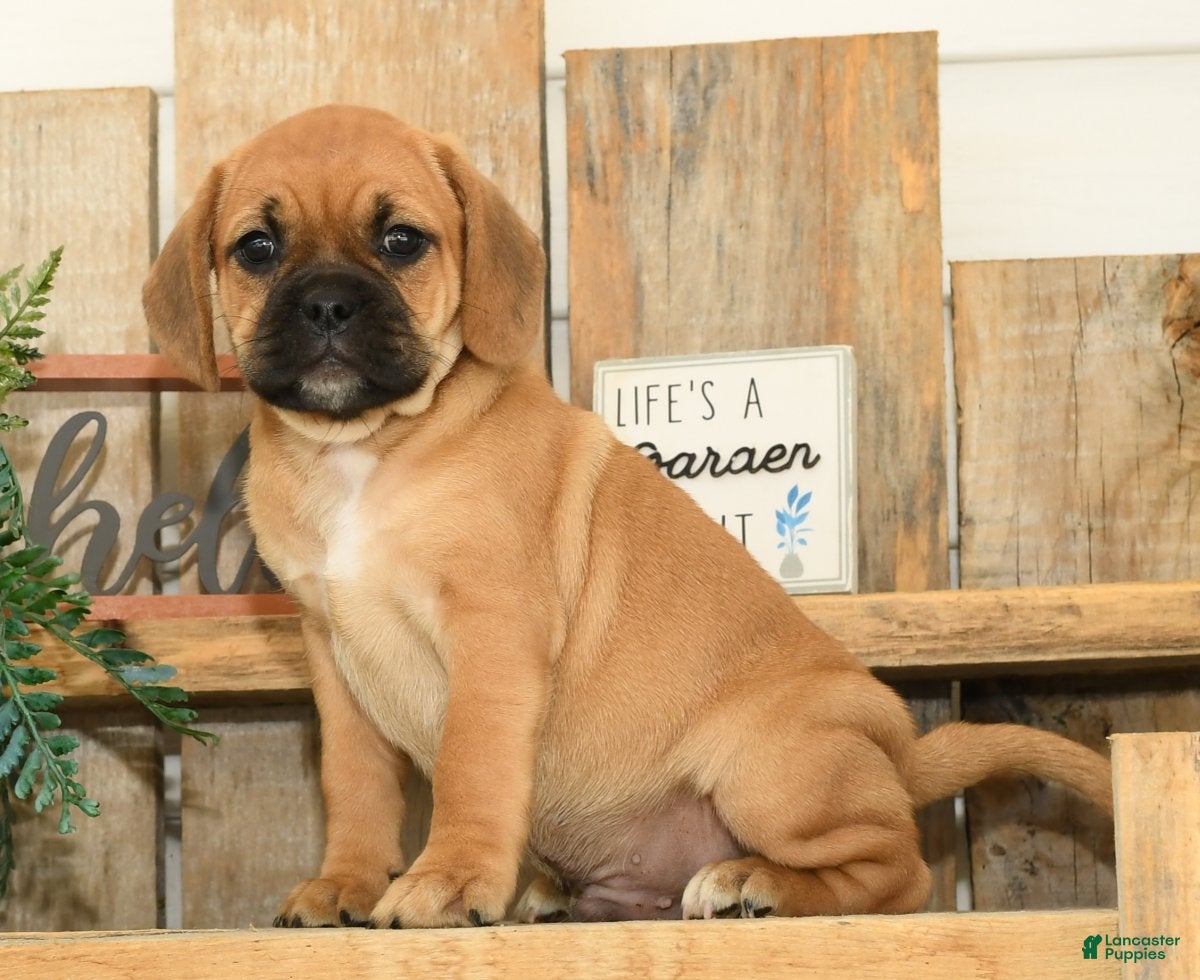 Dachshund Mix Pug Cross Yorkie Puppies For Sale Female Mini