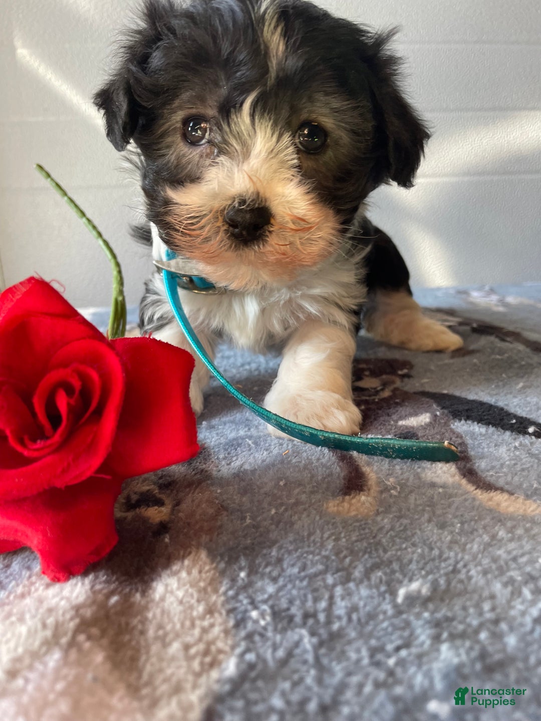 Havanese dogs for sale: Molly - Ad 1