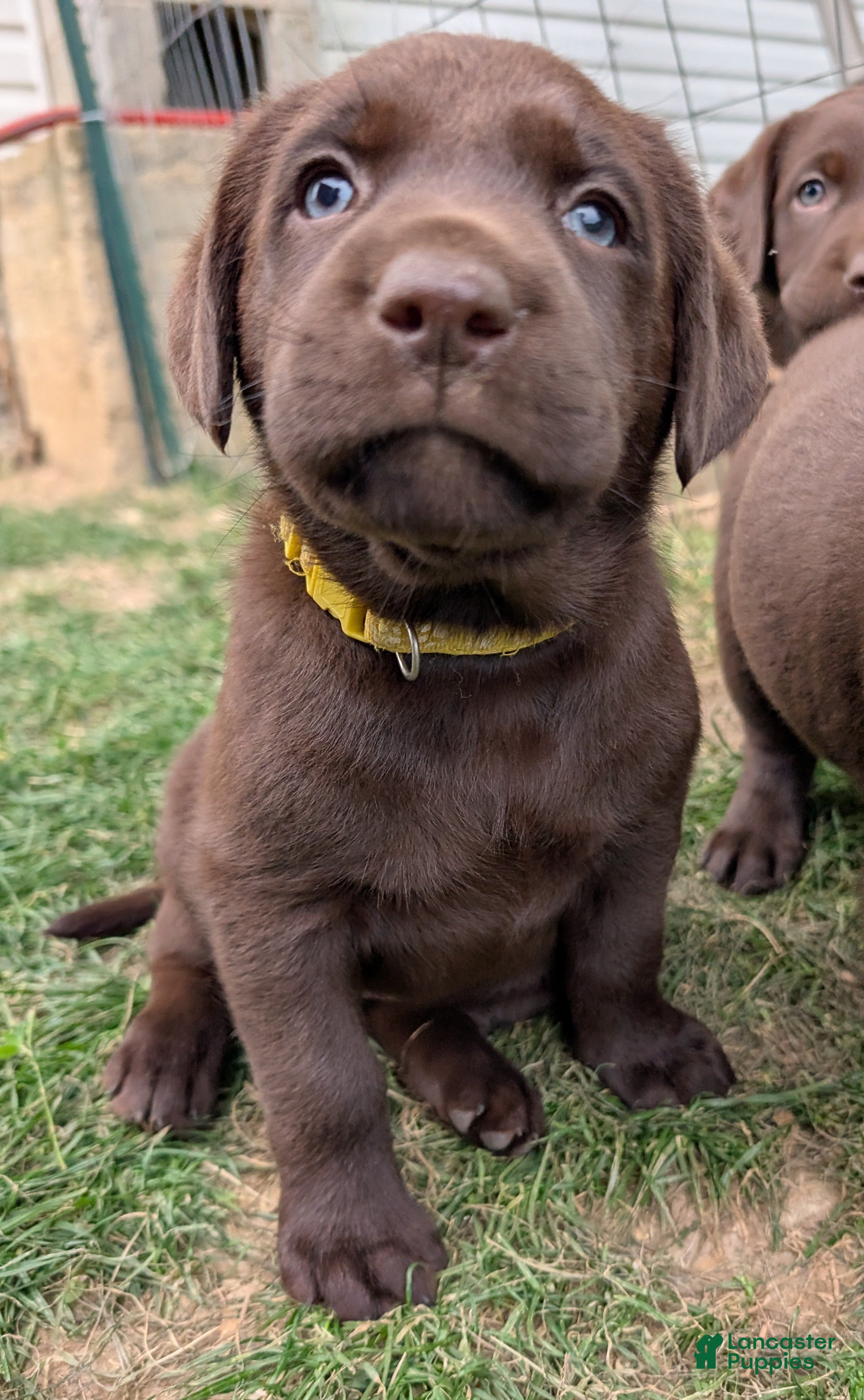 Labrador Retriever dogs Daisy - Ad 1