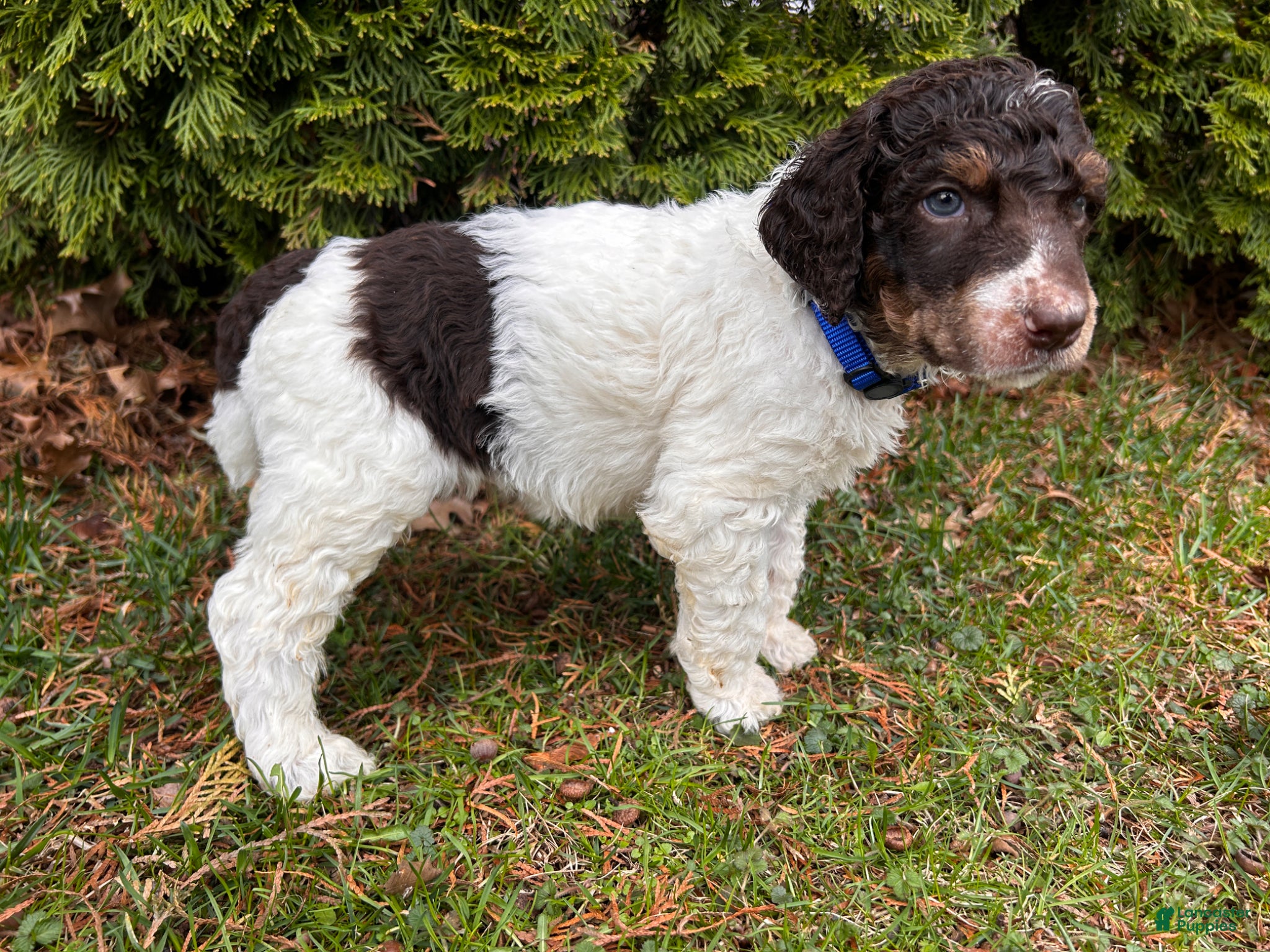 Standard Poodle dogs ⚓️Porter-AKC Standard🐩 - Ad 1