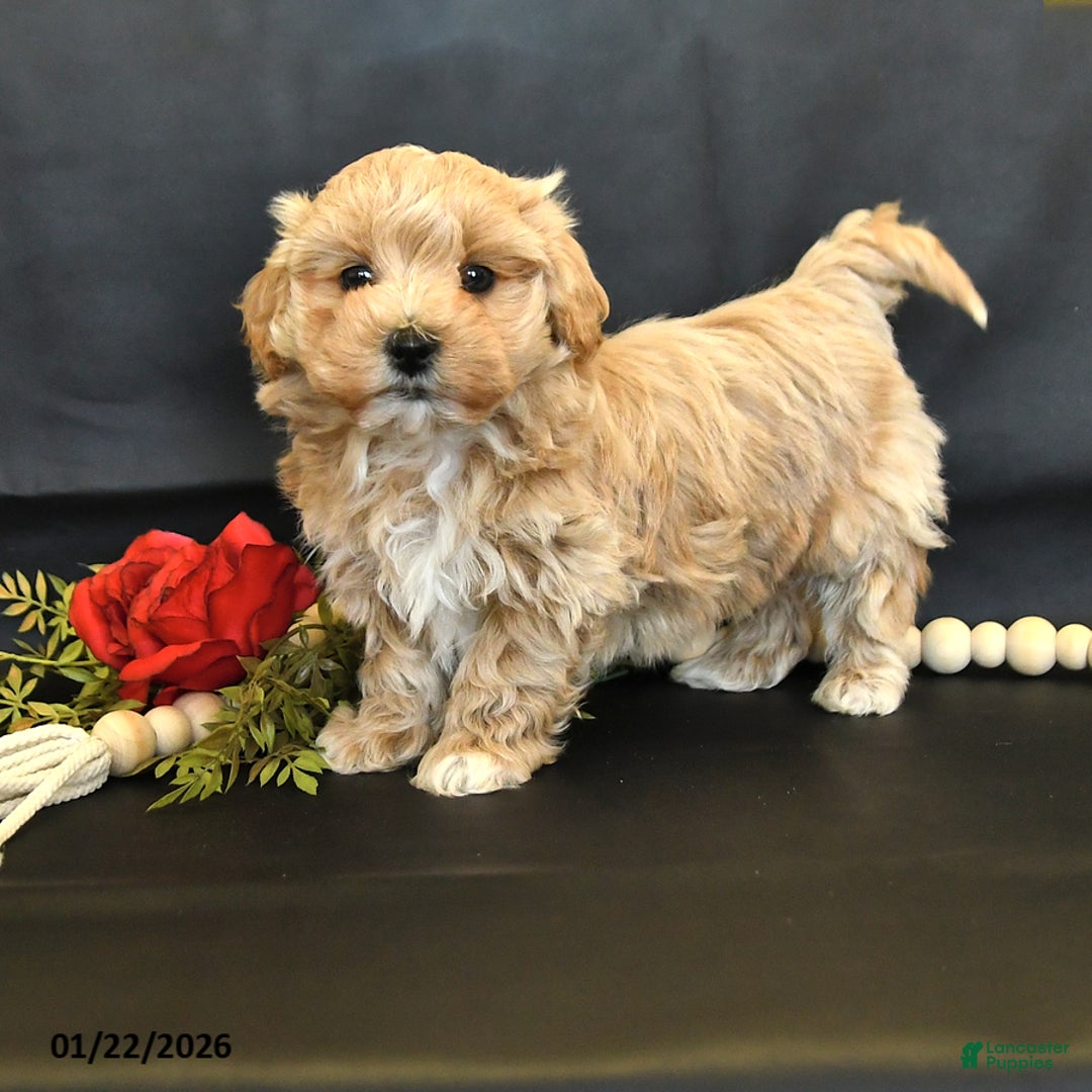 Maltipoo dogs for sale: Major - Ad 4
