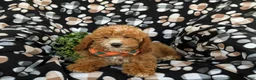 Mini Goldendoodle dogs for sale: Cody Hypoallergenic - Ad 5