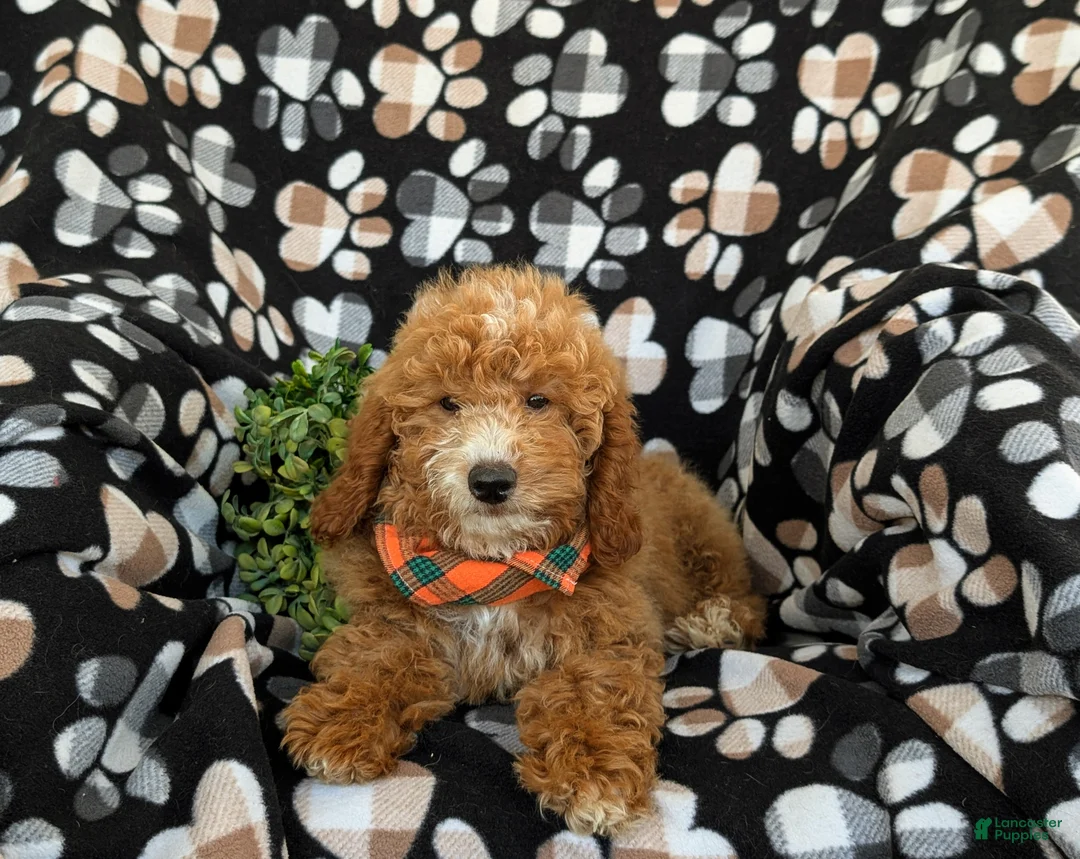 Mini Goldendoodle dogs for sale: Cody Hypoallergenic - Ad 5