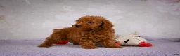 Miniature Poodle dogs for sale: Jake - Ad 5