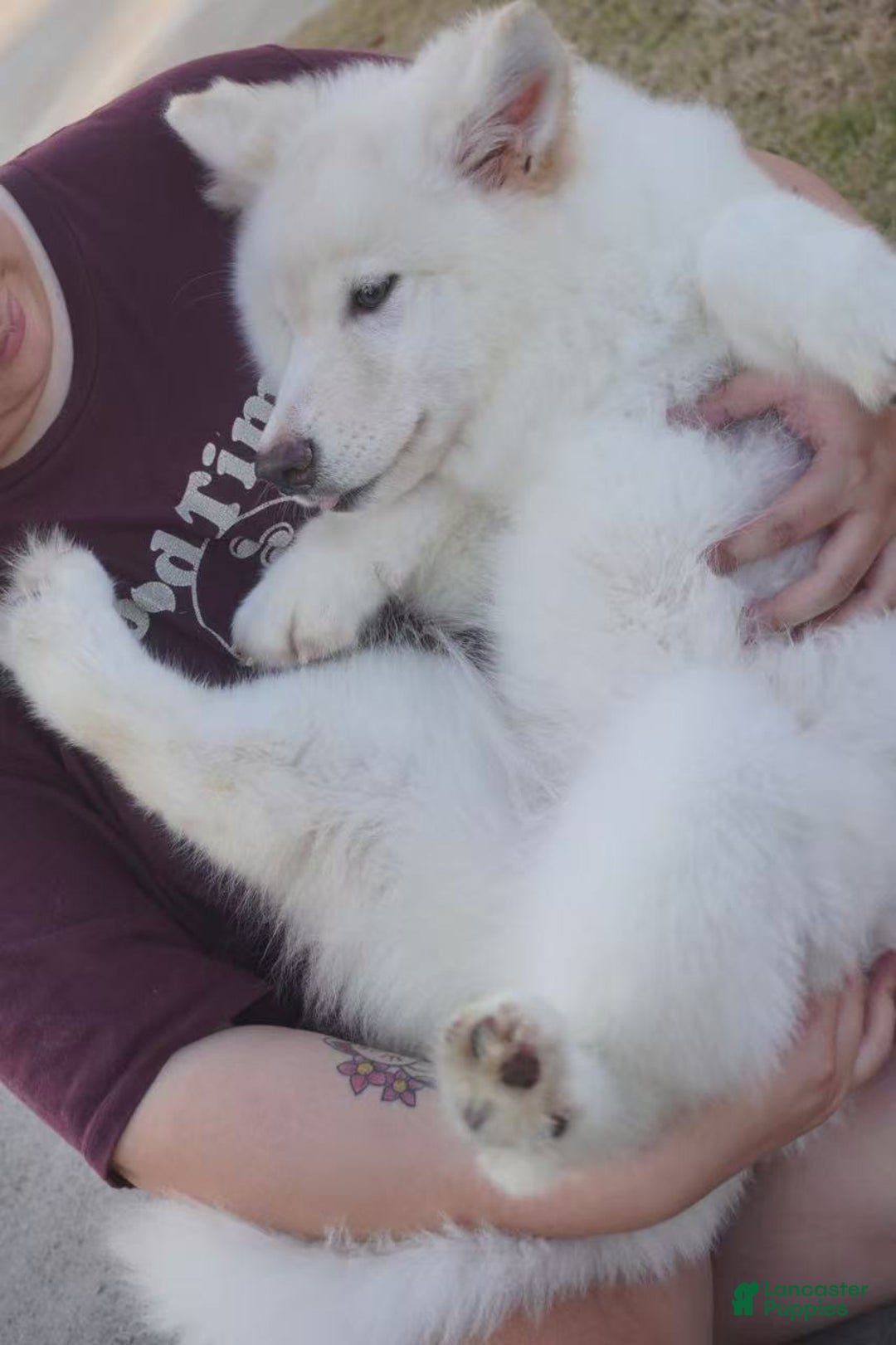 Alaskan Malamute dogs for sale: Xi Xi - Ad 29