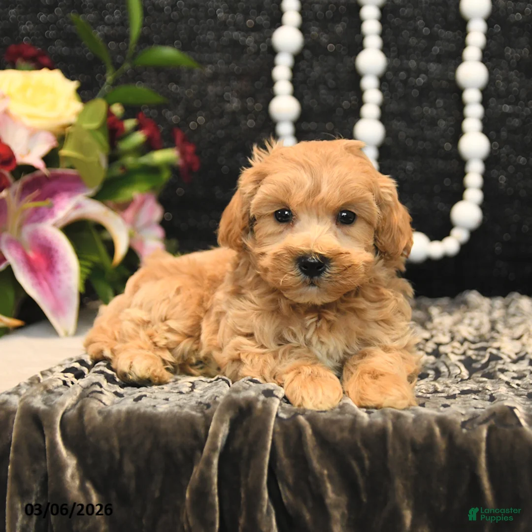 Maltipoo dogs for sale: Toffee - Ad 2