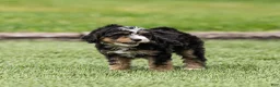 Bernedoodle dogs for sale: Crew Bernedoodle Puppy  - Ad 8