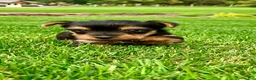 Yorkshire Terrier dogs for sale: Macy - Ad 6