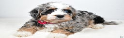 Mini Bernedoodle dogs for sale: Crystal - Ad 2